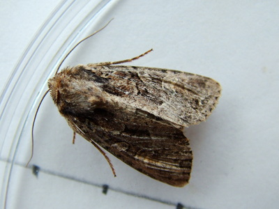 Dark Brocade